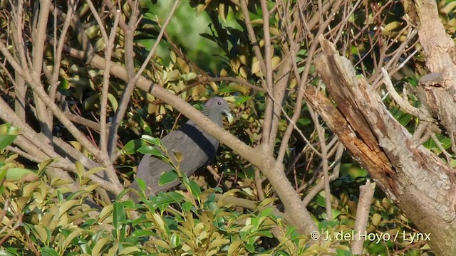 Black Wood-Pigeon - ML201517211