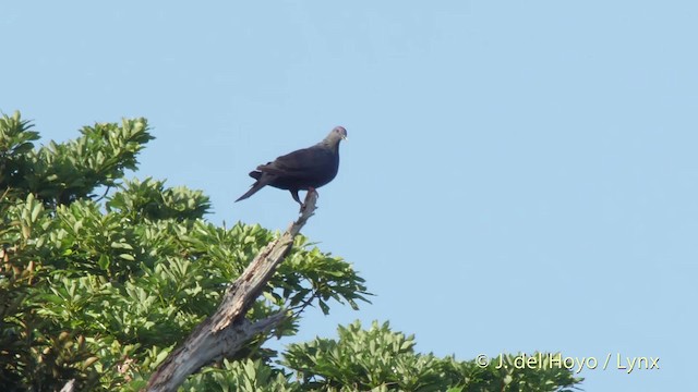 Black Wood-Pigeon - ML201517221