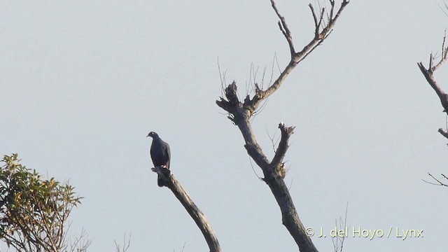 Black Wood-Pigeon - ML201517231