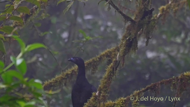 Schwarzguan - ML201517261