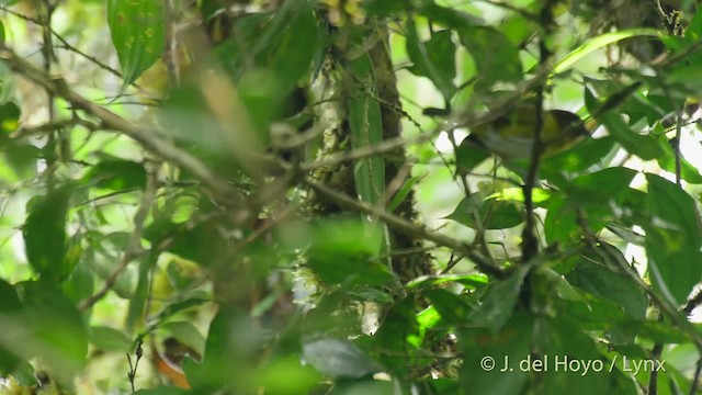 Common Chlorospingus (Central Panama) - ML201517271