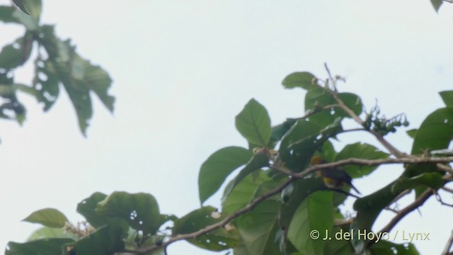 Black-and-yellow Tanager - ML201517281