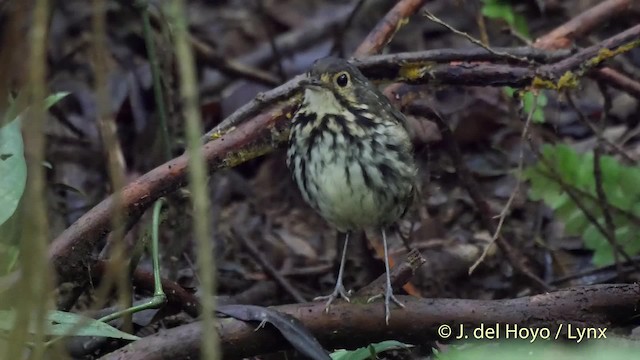 Grallaire à lunettes (perspicillatus) - ML201517351