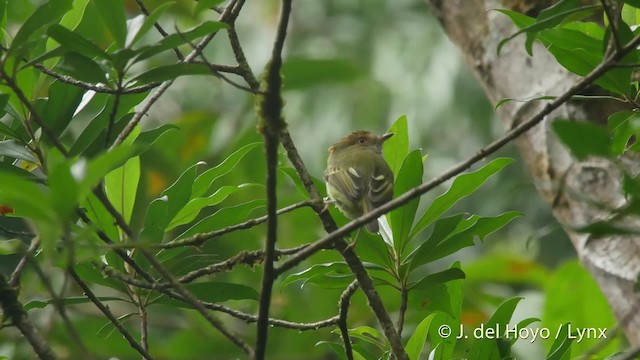 Scale-crested Pygmy-Tyrant - ML201517391