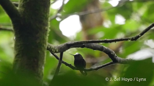 Schneekappenkolibri - ML201517411