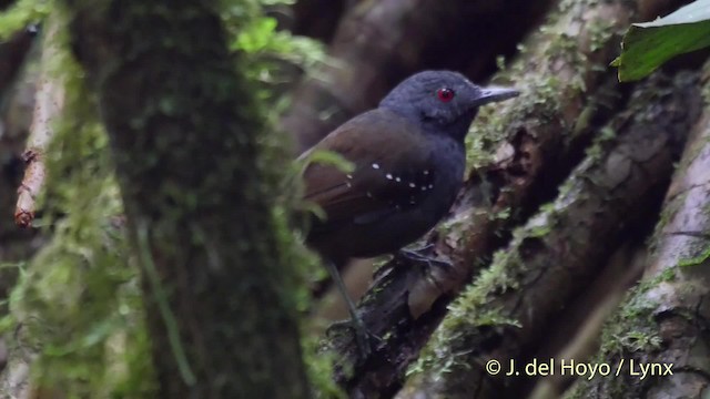 Dull-mantled Antbird - ML201517421