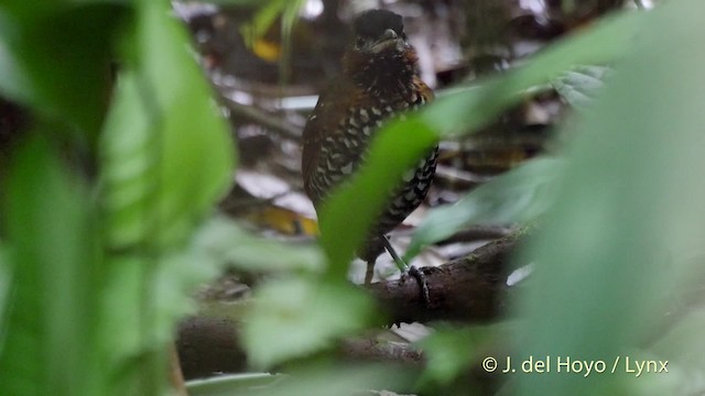 Black-crowned Antpitta - ML201517431