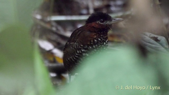 Black-crowned Antpitta - ML201517441