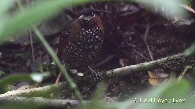 Black-crowned Antpitta - ML201517451