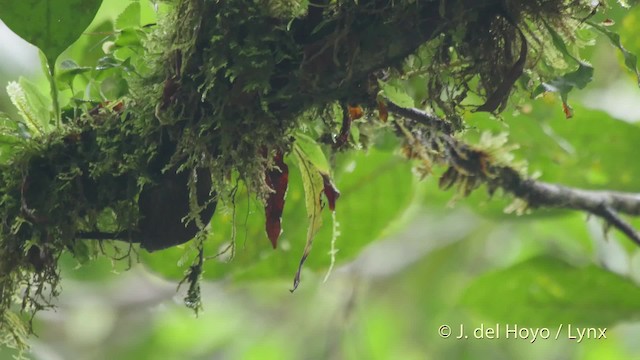 キボシヒゲオカマドドリ - ML201517501