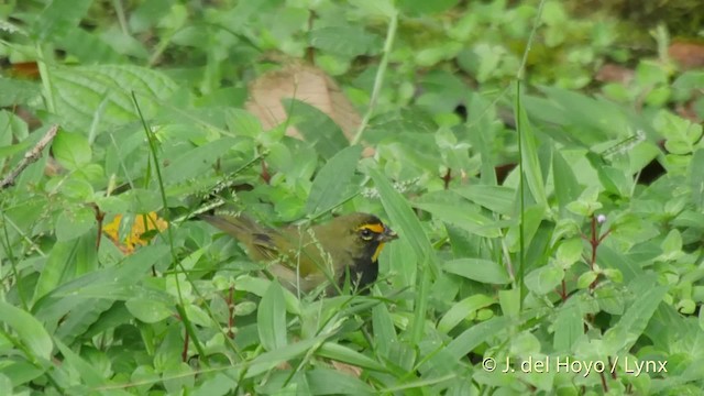 Yellow-faced Grassquit - ML201517521