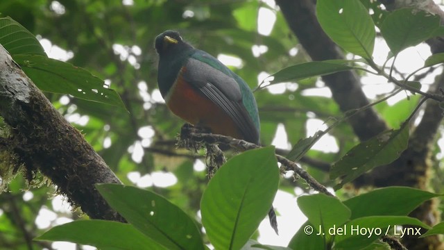 Jungferntrogon (aurantiiventris/underwoodi) - ML201517531