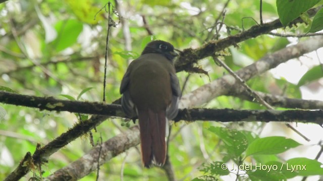 Collared Trogon (Orange-bellied) - ML201517541