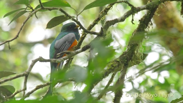 Collared Trogon (Orange-bellied) - ML201517551