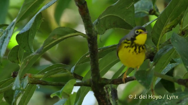 Canada Warbler - ML201517571