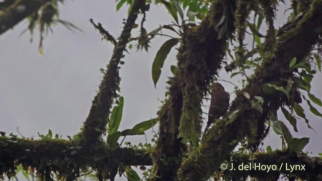 Spotted Woodcreeper (Berlepsch's) - ML201517581