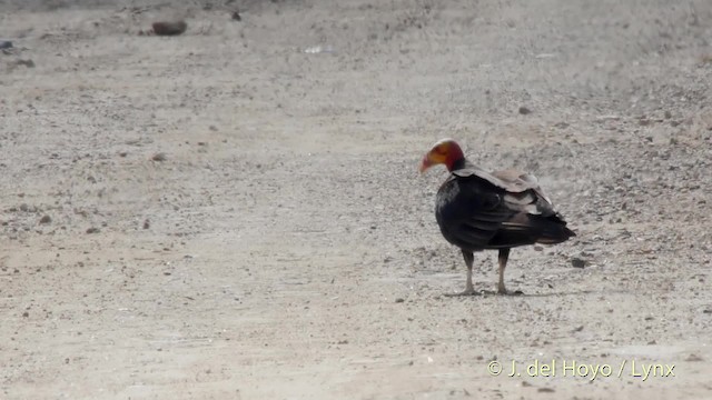 Lesser Yellow-headed Vulture - ML201517691
