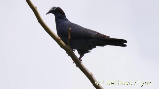 Pigeon à couronne blanche - ML201517801