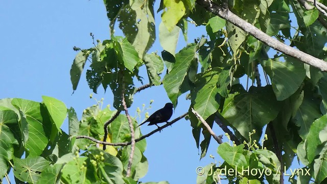 Moluccan Starling - ML201517851