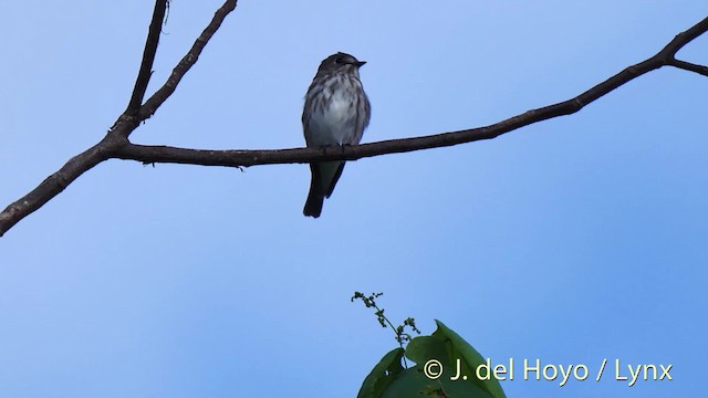 Gray-streaked Flycatcher - ML201517881