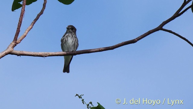 Gray-streaked Flycatcher - ML201517891