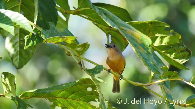 Drab Whistler (Cinnamon-breasted) - ML201517901