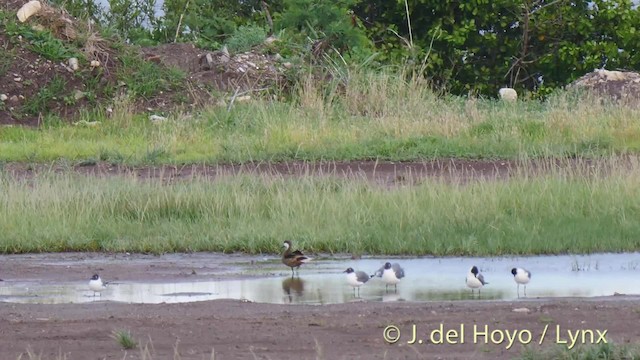 Ánade Gargantillo (bahamensis/rubrirostris) - ML201517921