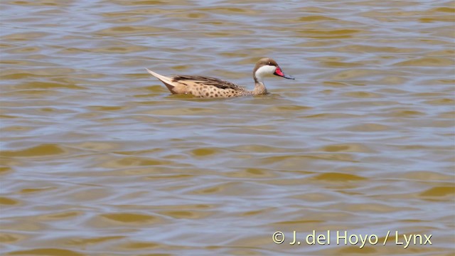 White-cheeked Pintail (White-cheeked) - ML201517931