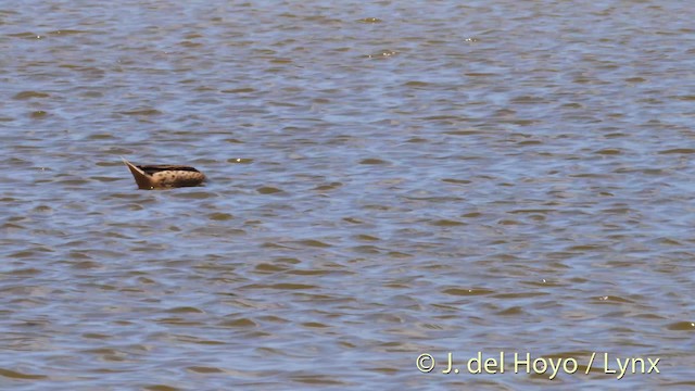 Ak Gerdanlı Kılkuyruk (bahamensis/rubrirostris) - ML201517941