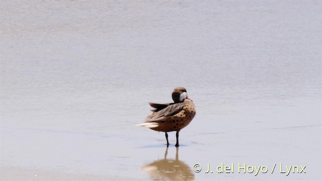 Ánade Gargantillo (bahamensis/rubrirostris) - ML201517951