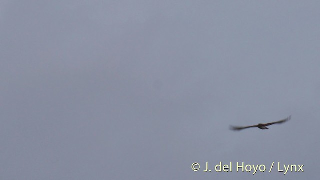 Gray Kingbird - ML201517971