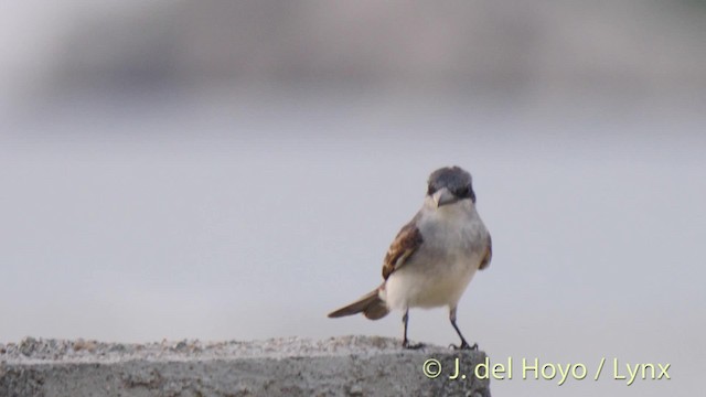 Gray Kingbird - ML201517981