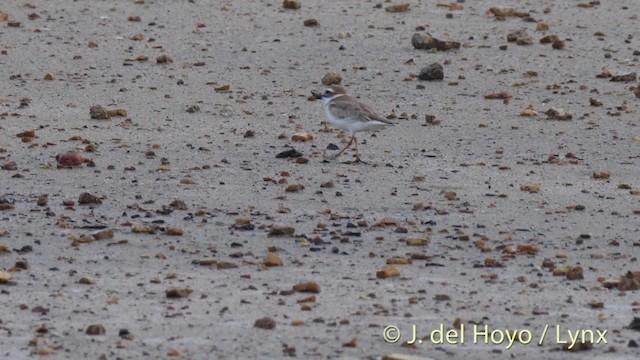 Wilson's Plover - ML201517991