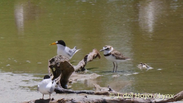 Wilson's Plover - ML201518001