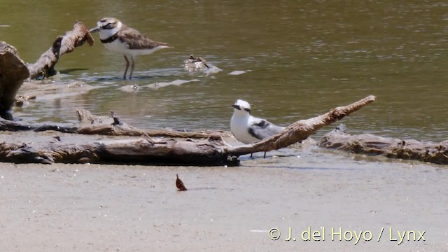 Wilson's Plover - ML201518011