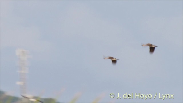 West Indian Whistling-Duck - ML201518031