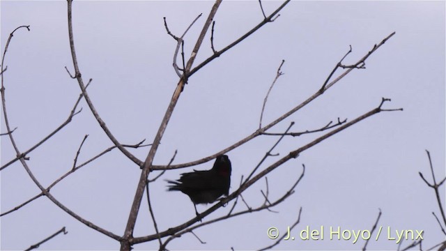 Lesser Antillean Bullfinch - ML201518041