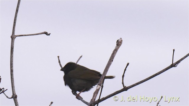 Black-faced Grassquit - ML201518051