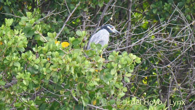 Yellow-crowned Night Heron (Yellow-crowned) - ML201518061