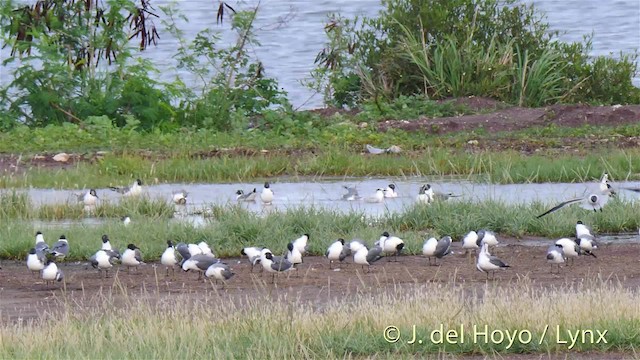 サンドイッチアジサシ（acuflavidus） - ML201518081