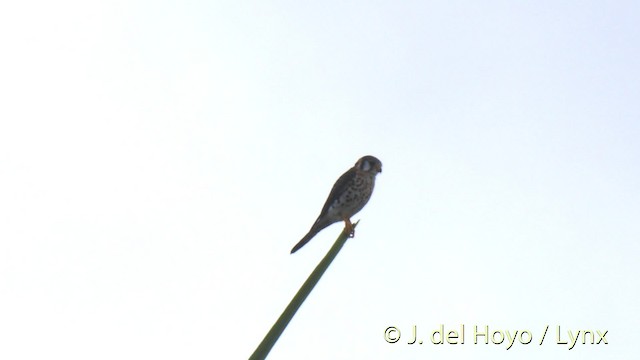 American Kestrel (Eastern Caribbean) - ML201518091