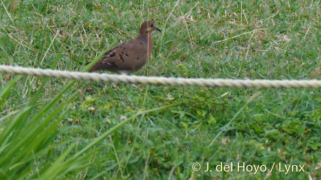 Zenaida Dove - ML201518101