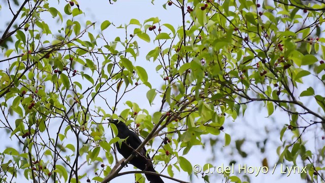 Moluccan Starling - ML201518171