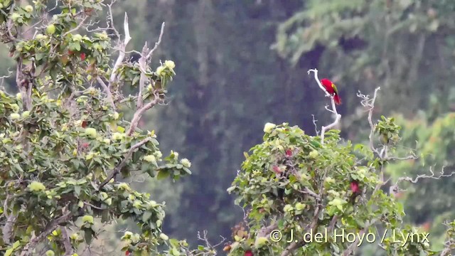 Chattering Lory - ML201518191