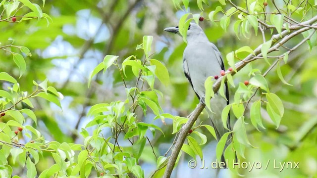 White-bellied Cuckooshrike - ML201518201