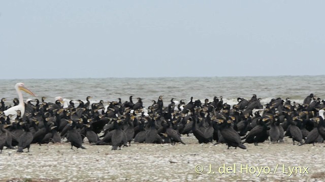 Cormorán Grande (euroasiático) - ML201518291