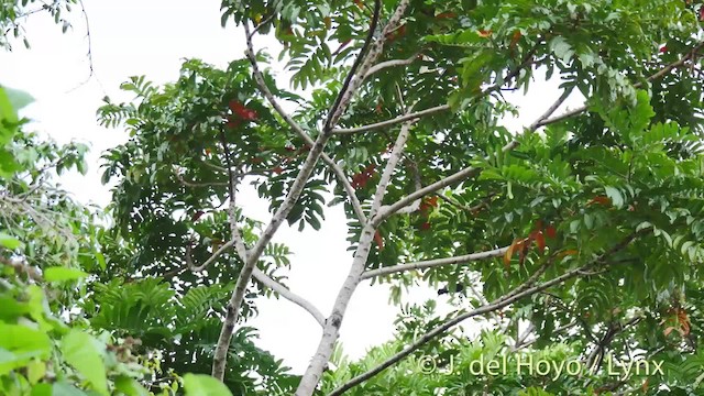 Hair-crested Drongo (Obi) - ML201518321