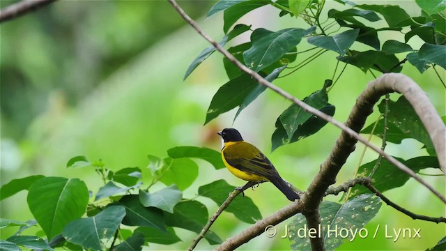 Black-chinned Whistler - ML201518371