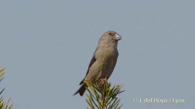 Bec-croisé perroquet - ML201518401