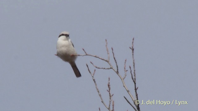 Great Gray Shrike (Great Gray) - ML201518421